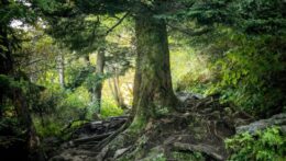 Image of a lush green tree. Get treatment for narcissistic abuse with relationship counseling in Delray Beach, FL. Speak with an experienced Delray therapist about how relationship therapy in Florida can heal your partnership with a narcissist.
