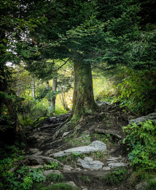 Image of a lush green tree. Get treatment for narcissistic abuse with relationship counseling in Delray Beach, FL. Speak with an experienced Delray therapist about how relationship therapy in Florida can heal your partnership with a narcissist.