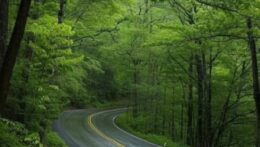 Image of a winding road among trees. Parenting can sometimes feel like traveling on a winding road, but with relationship counseling in Delray Beach, FL, you can confidently navigate the changes. Find out how a child and family therapist in Florida can help.