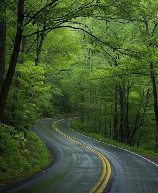 Image of a winding road among trees. Parenting can sometimes feel like traveling on a winding road, but with relationship counseling in Delray Beach, FL, you can confidently navigate the changes. Find out how a child and family therapist in Florida can help.