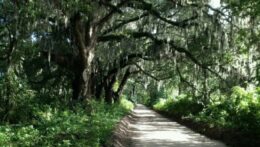 Picture of a cement path surrounded by trees. Do you need help navigating a family conflict? An experienced relationship therapist in Delray Beach, FL, can guide you and your family members on a path to peace.