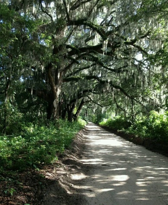 Picture of a cement path surrounded by trees. Do you need help navigating a family conflict? An experienced relationship therapist in Delray Beach, FL, can guide you and your family members on a path to peace.