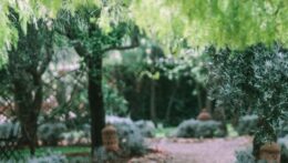 Picture of an outdoor path under a line of trees. If you need guidance on how to set healthy boundaries in your friendships, an experienced relationship therapist in Delray Beach, FL, can lead the way.