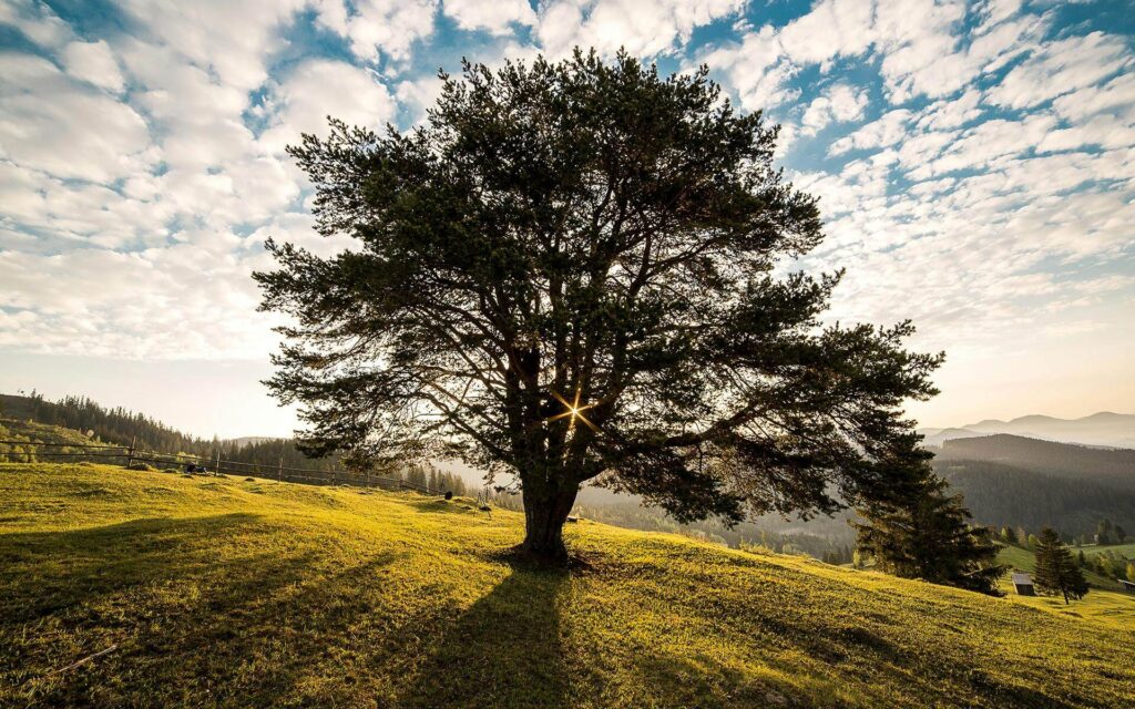 Photo of sunrays peeking through a tree. Are you feeling hopeless in the middle of a difficult family battle? Relationship therapy in Delray Beach, FL, can help you heal your relationship and move forward amicably. 