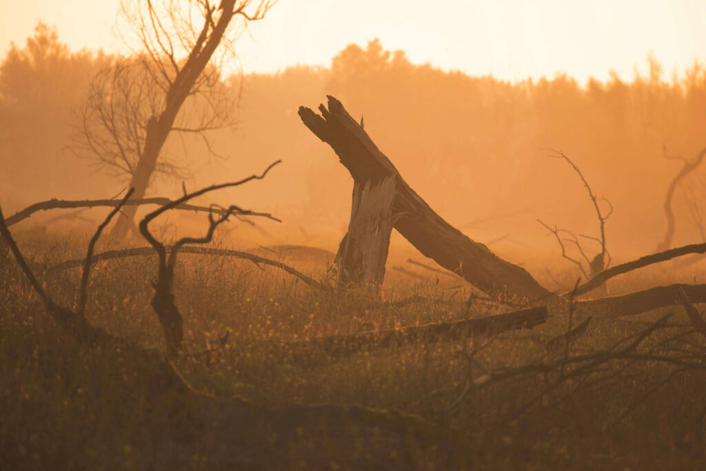 A broken tree trunk stands among branches in a golden haze. Vulnerability in relationships can feel like emotional fragility or fear of rejection. A relationship therapist in Delray Beach, FL, provides tools to heal and embrace openness.