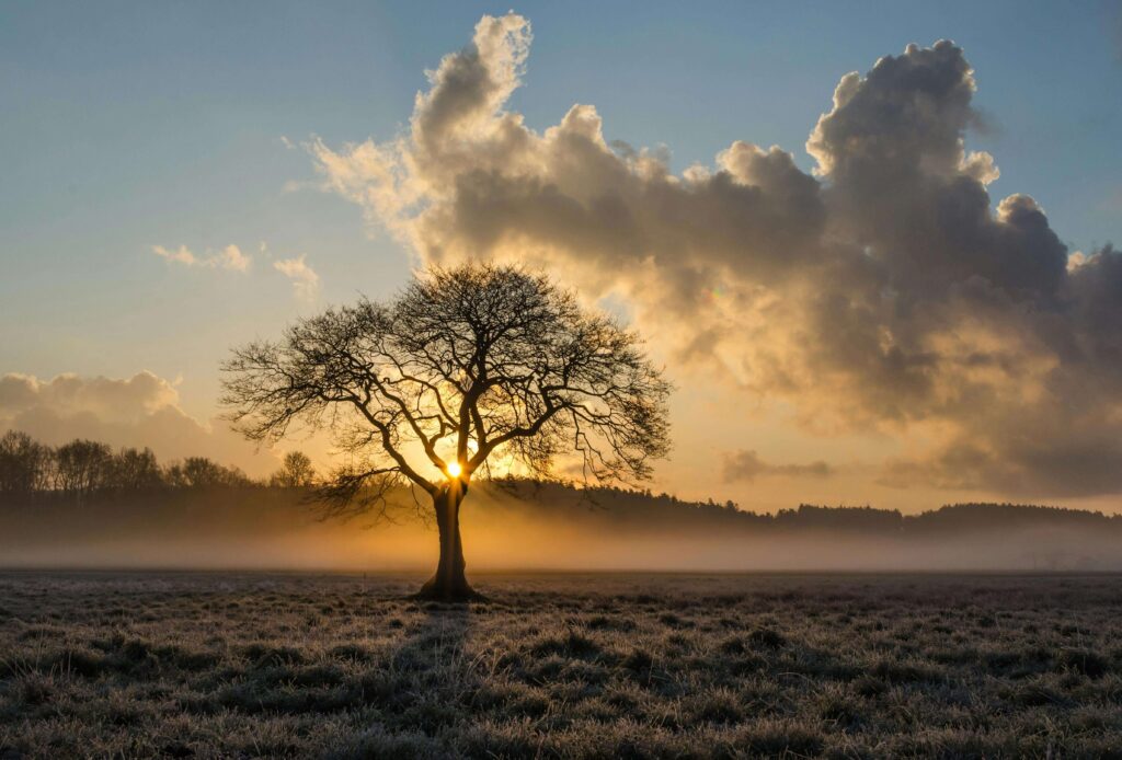 A tree glows with sunlight breaking through the morning mist. Relationship vulnerability often feels overwhelming, but it is key to connection. Relationship therapy in Delray Beach, FL, supports couples in navigating fears and building deeper bonds.