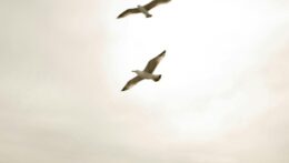 Two birds soar together against a bright sky, symbolizing freedom and connection. Anxiety in romantic relationships may keep you feeling stuck. A relationship therapist in Delray Beach, FL, can support healing and help love feel safe again.