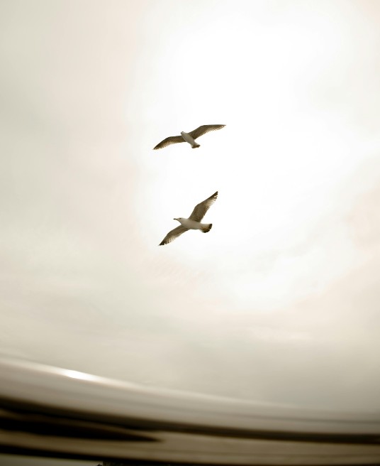 Two birds soar together against a bright sky, symbolizing freedom and connection. Anxiety in romantic relationships may keep you feeling stuck. A relationship therapist in Delray Beach, FL, can support healing and help love feel safe again.