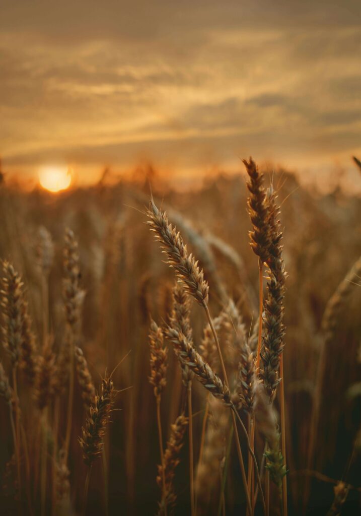 Golden wheat sways in a warm sunset, representing calm after conflict. Relationship expectations often shape love and commitment. A relationship therapist in Delray Beach, FL can guide couples through adjusting these expectations for lasting connection.