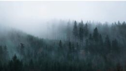 A misty forest landscape at dawn. Are you reflecting on the changes in your marriage and wondering when love begins to fade? Relationship therapy in Delray Beach, FL, can help you navigate disconnection and rebuild a happy marriage.