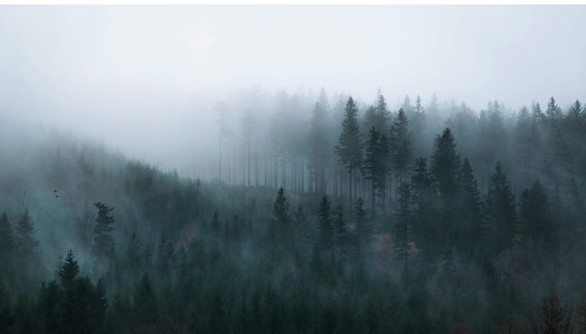 A misty forest landscape at dawn. Are you reflecting on the changes in your marriage and wondering when love begins to fade? Relationship therapy in Delray Beach, FL, can help you navigate disconnection and rebuild a happy marriage.