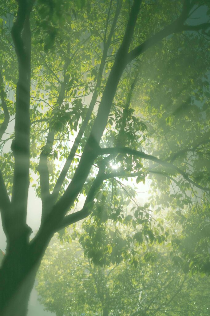 Soft sunlight pours through hazy layers of leaves and branches in a peaceful forest. Control in a relationship can blur your perspective the same way fog dims the view. A relationship therapist in Delray Beach, FL, can help you regain emotional visibility.