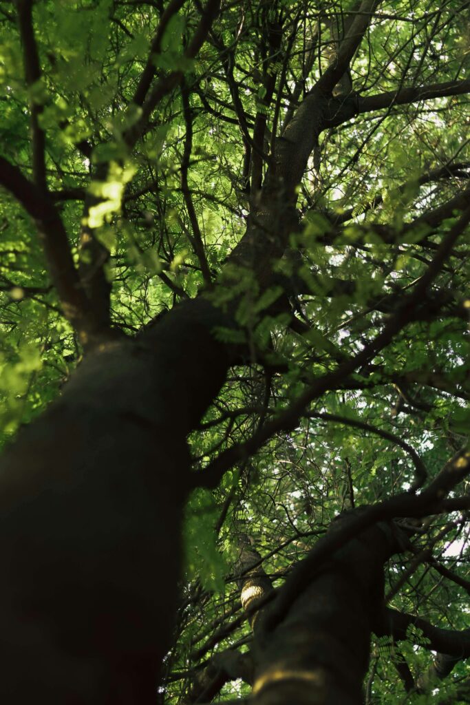 A tall tree stretches upward as sunlight filters through its dense green canopy. Noticing early signs of relationship control can feel like searching for light through tangled branches. Relationship therapy in Delray Beach, FL, offers clarity and support.