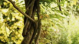 A pair of thick, twisted tree trunks wrapped tightly together in a sunlit garden. Do you ever feel subtle forms of control in a relationship shaping your path? A relationship therapist in Delray Beach, FL, can guide you toward restoring balance.