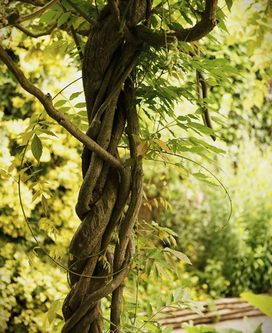 A pair of thick, twisted tree trunks wrapped tightly together in a sunlit garden. Do you ever feel subtle forms of control in a relationship shaping your path? A relationship therapist in Delray Beach, FL, can guide you toward restoring balance.