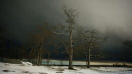 A lone winter landscape with bare trees standing in a snow-covered field under dark skies. Can unhealed trauma quietly shape emotional responses long after the event has passed? Anxiety therapy in Delray Beach, FL, helps uncover root causes and supports lasting emotional regulation.