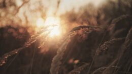 Golden sunlight filters through tall grass seeds in a warm, glowing field. Is it possible to have low mood without the physical tension of depression and anxiety? An anxiety therapist in Delray Beach, FL, helps you understand your specific symptoms and create an effective healing plan.
