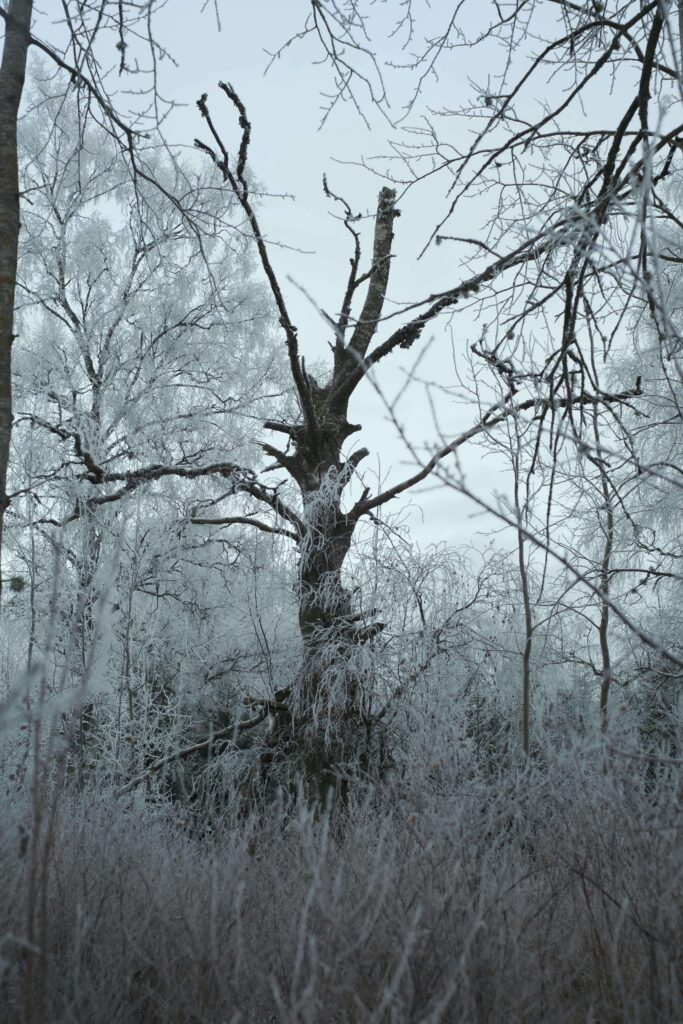 Frost-covered branches fill a quiet forest scene, creating a cold and isolating atmosphere. Trauma and anxiety can leave people feeling stuck in emotional survival mode during difficult seasons. An anxiety therapist in Delray Beach, FL, helps clients process past experiences and rebuild a sense of safety.