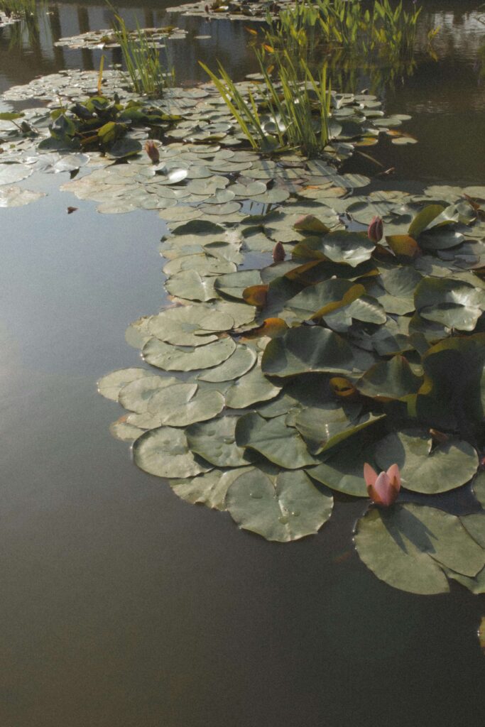 Lily pads | online anxiety treatment in delray beach, fl | trauma and anxiety | anxiety therapy davis | Delray Beach, Florida | Highland Beach | Palm Beach County | Boynton Beach | The Village by the Sea | Del-Ida Park Lily pads float across a sunlit pond. When unhealed trauma and anxiety reshape your self-image, can healing restore what was lost? Anxiety therapy in Delray Beach, FL, offers pathways to reclaim your authentic identity.
