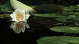 A white water lily blooms serenely on dark water, reflected perfectly on the still surface. Can unhealed trauma and anxiety distort how you perceive your worth? Anxiety therapy in Delray Beach, FL, helps restore clarity and self-compassion.