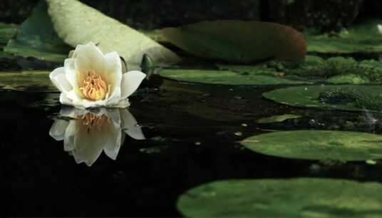 A white water lily blooms serenely on dark water, reflected perfectly on the still surface. Can unhealed trauma and anxiety distort how you perceive your worth? Anxiety therapy in Delray Beach, FL, helps restore clarity and self-compassion.