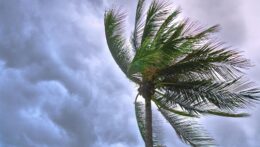 Wind blowing through a tall palm tree. Are you wondering how to stop overthinking and start living in the moment? Anxiety therapy in Delray Beach, FL, can help you think more clearly while finding a sense of calm and clarity.