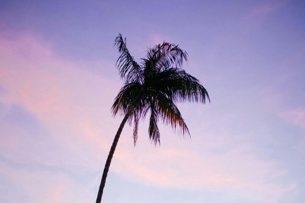 Purple palm | panic attack treatment delray beach | anxiety therapist | anxiety causes | Delray Beach, Florida | Highland Beach | Palm Beach County | Boynton Beach | The Village by the Sea | Del-Ida Park A palm tree in front of a purple sunset. Are you looking for panic attack treatment in Delray Beach, FL? John Davis offers specialized therapy for anxiety and those struggling with panic disorders and overwhelm.