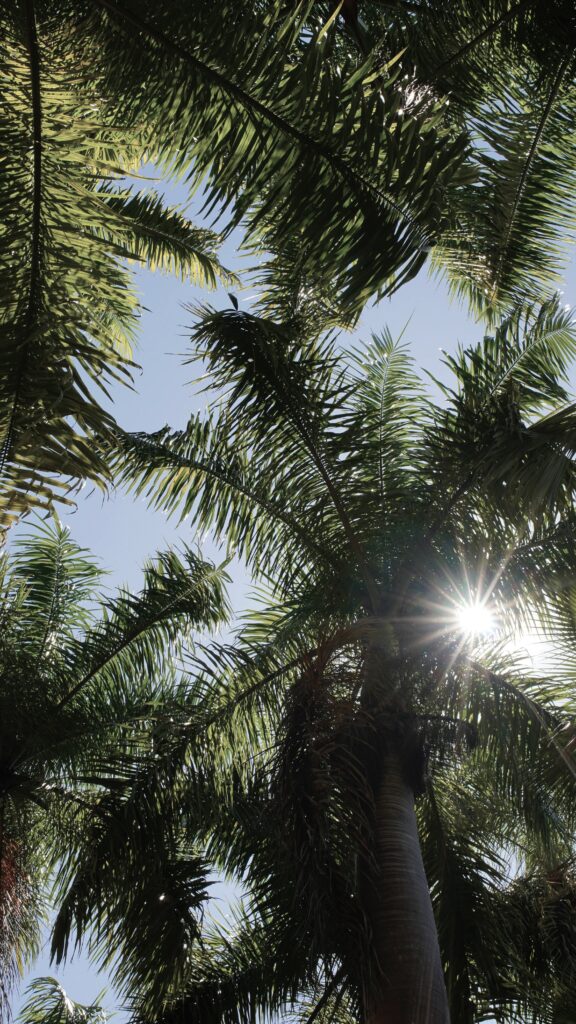 Sunlight peaking through the branches of a palm tree. It you're battling overthinking, support is available. An anxiety therapist in Delray Beach, FL, can help you work through your thinking patterns and develop healthy alternatives. 