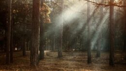 Soft rays of light break through tall pine trees in a quiet, misty forest. Anxiety in relationships can feel overwhelming, but healing and hope are possible. Anxiety therapy in Delray Beach, FL, can help you find the light through the uncertainty.