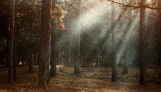 Soft rays of light break through tall pine trees in a quiet, misty forest. Anxiety in relationships can feel overwhelming, but healing and hope are possible. Anxiety therapy in Delray Beach, FL, can help you find the light through the uncertainty.