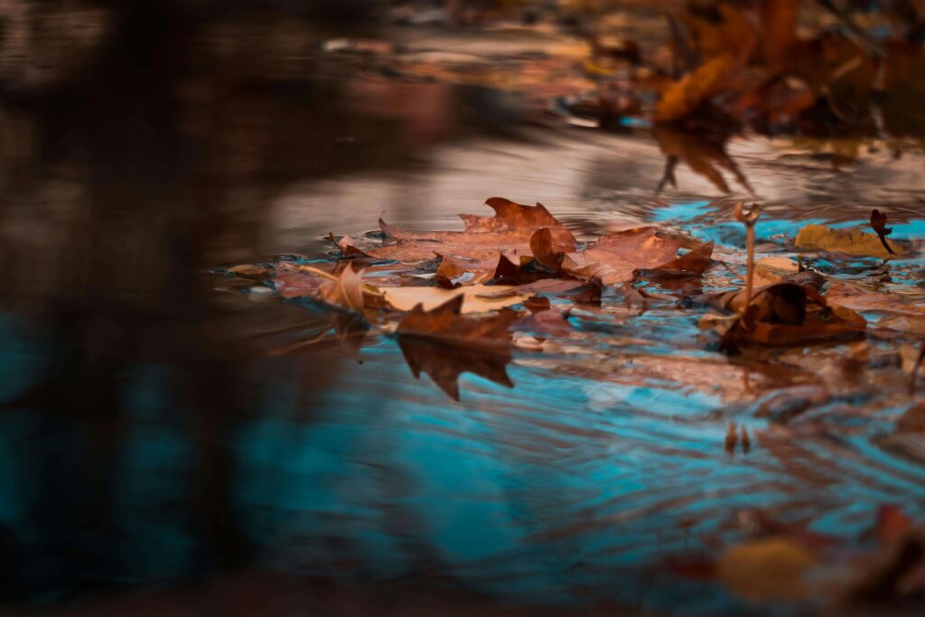 Fallen autumn leaves float on shallow water. Anxiety can leave your relationships feeling unsettled, scattered, and hard to navigate. Anxiety therapy in Delray Beach, FL, offers the support you need to find stillness and clarity