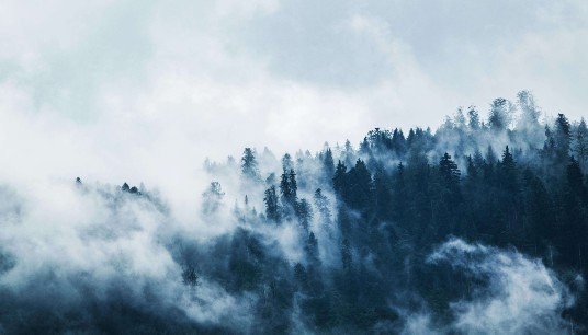 Dark evergreen trees emerge through thick swirling fog on a moody, cloud-covered hillside. Overthinking can leave high achievers feeling mentally foggy and unable to see the path forward. An anxiety therapist in Delray Beach, FL, can help you find clarity and direction.