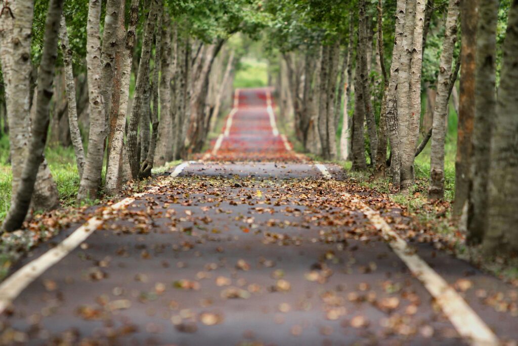 A peaceful tree-lined path, scattered with fallen leaves. Anxiety in relationships doesn't have to define your path or your future. An anxiety therapist in Delray Beach, FL, can help you move toward healthier, more secure connections.