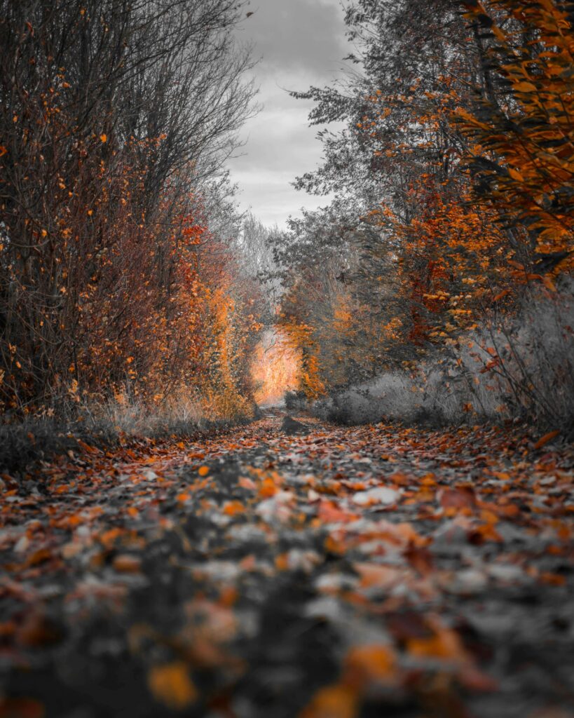 A leaf-covered path winds through bare, orange-leaved autumn trees. Anxiety can make relationships feel like an uncertain journey with no clear end in sight. An anxiety therapist in Delray Beach, FL, can help you find your way forward.