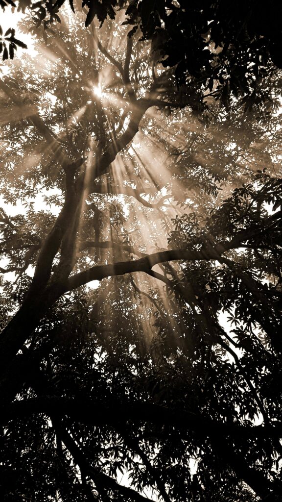 Sunlight | childhood dynamics anxiety delray beach | family dynamics and anxiety | anxiety treatment | Delray Beach, Florida | Highland Beach | Juno Beach | Loxahatchee | Atlantic Avenue | Palm Trails Sunlight breaks dramatically through the dense canopy of a large tree. How do childhood family dynamics continue to fuel anxiety into adulthood? Anxiety therapy in Delray Beach, FL offers the support you need to finally understand and overcome those patterns.
