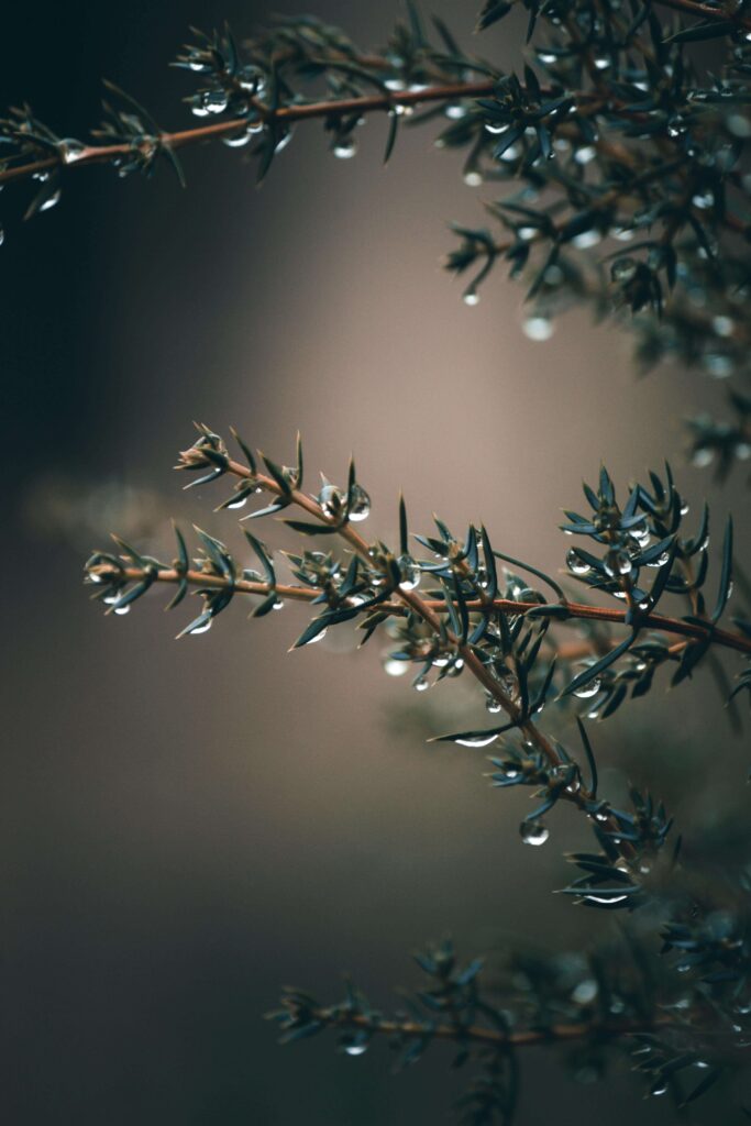 Evergreen branches | family dynamics and anxiety delray beach | anxiety therapy | childhood dynamics anxiety | Delray Beach, Florida | Juno Beach | Loxahatchee | Village by the Sea | Pineapple Grove | SOFA | Lake Ida Evergreen branches dotted with glistening water droplets. How do childhood experiences quietly shape the anxiety patterns you carry into adulthood? An anxiety therapist in Delray Beach, FL can help you trace those roots and begin to heal.