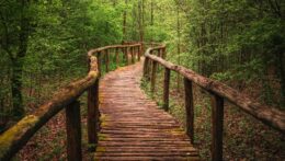 A wooden boardwalk winds through a lush green forest. Is perfectionism making your journey through life feel more stressful than it needs to be? Anxiety therapy in Delray Beach, FL, can help you find a healthier, more sustainable path forward.