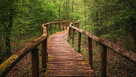 A wooden boardwalk winds through a lush green forest. Is perfectionism making your journey through life feel more stressful than it needs to be? Anxiety therapy in Delray Beach, FL, can help you find a healthier, more sustainable path forward.