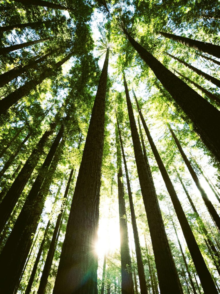 A dramatic upward view through towering redwood trees. Is being a perfectionist making it hard to appreciate how far you've already come? Anxiety therapy in Delray Beach, FL, can help you quiet the relentless inner critic driving your anxiety.