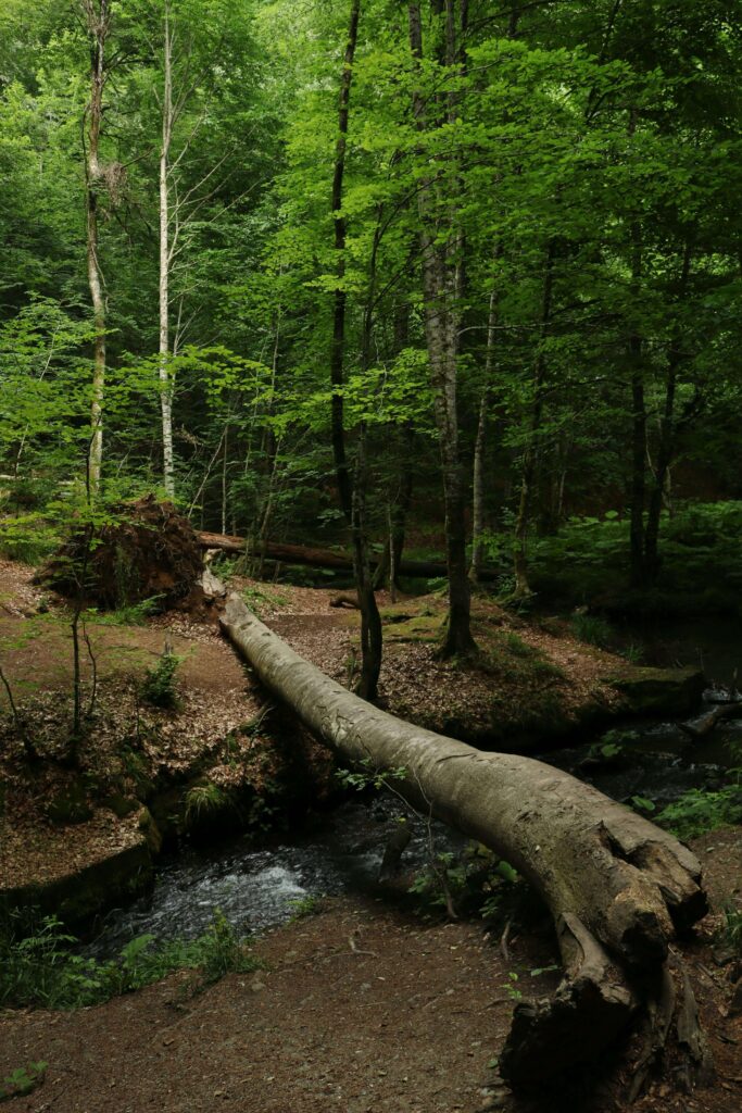 A large fallen tree spans a rushing stream. Does perfectionism feel like an obstacle blocking your path to genuine peace and fulfillment? An anxiety therapist in Delray Beach, FL, can help you work through the patterns keeping you stuck.