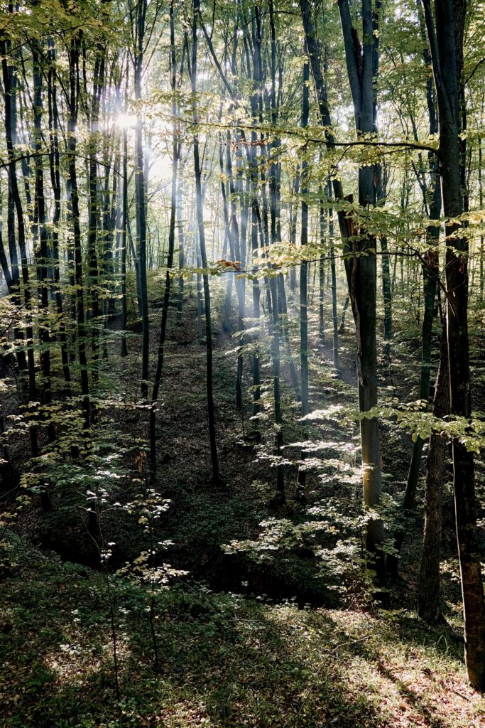 Sunlight filters through the dense trees of a quiet forest, casting soft light across the ground. Why might anxiety strike out of nowhere, even in peaceful moments like this? An anxiety therapist in Delray Beach, FL can help you make sense of these experiences.