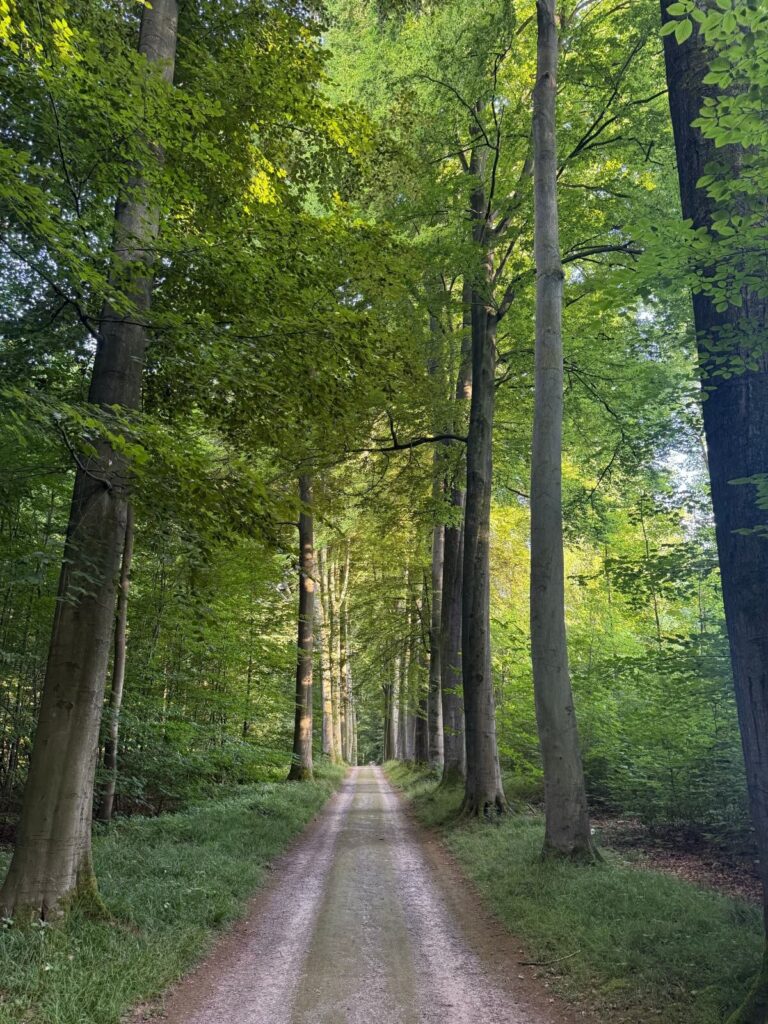 A quiet path stretches straight ahead through a tall, sunlit forest lined with trees. Does anxiety sometimes appear without any clear cause or trigger? Anxiety therapy in Delray Beach, FL offers tools to help you navigate these unexplained feelings.