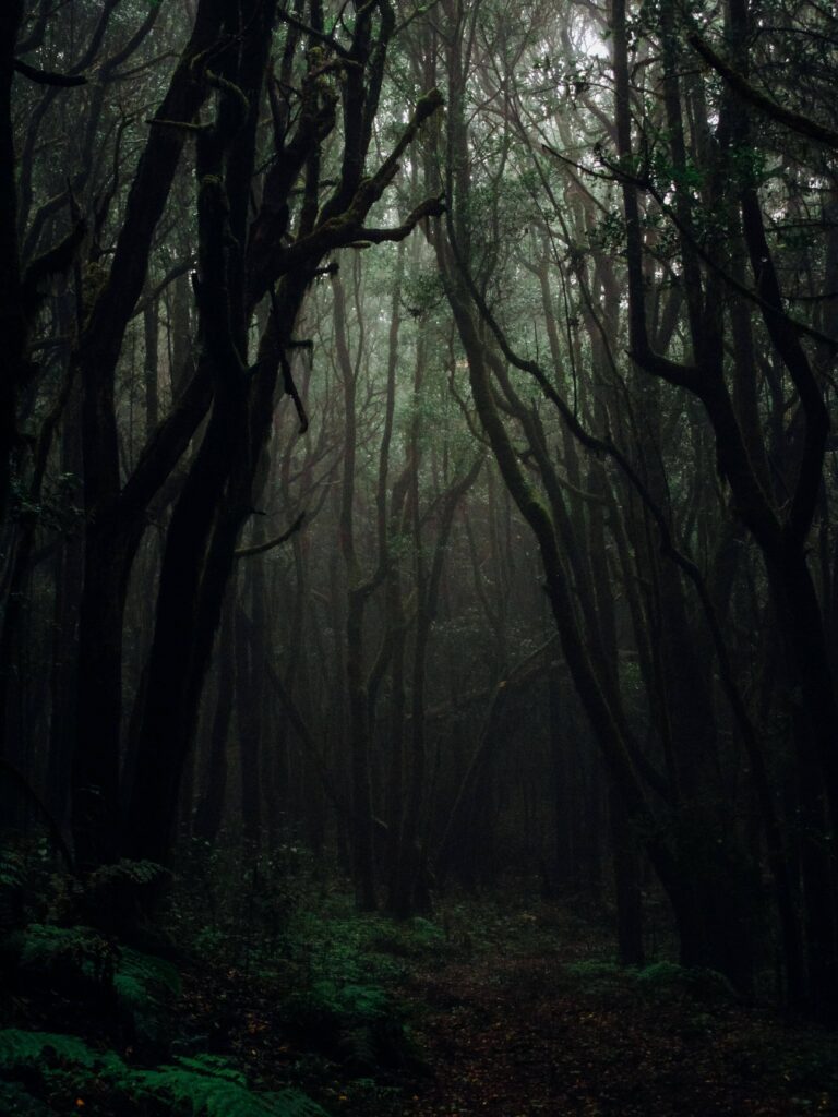 Dense, dimly lit forest with twisted tree trunks, tangled branches, and a narrow path disappearing into the mist.