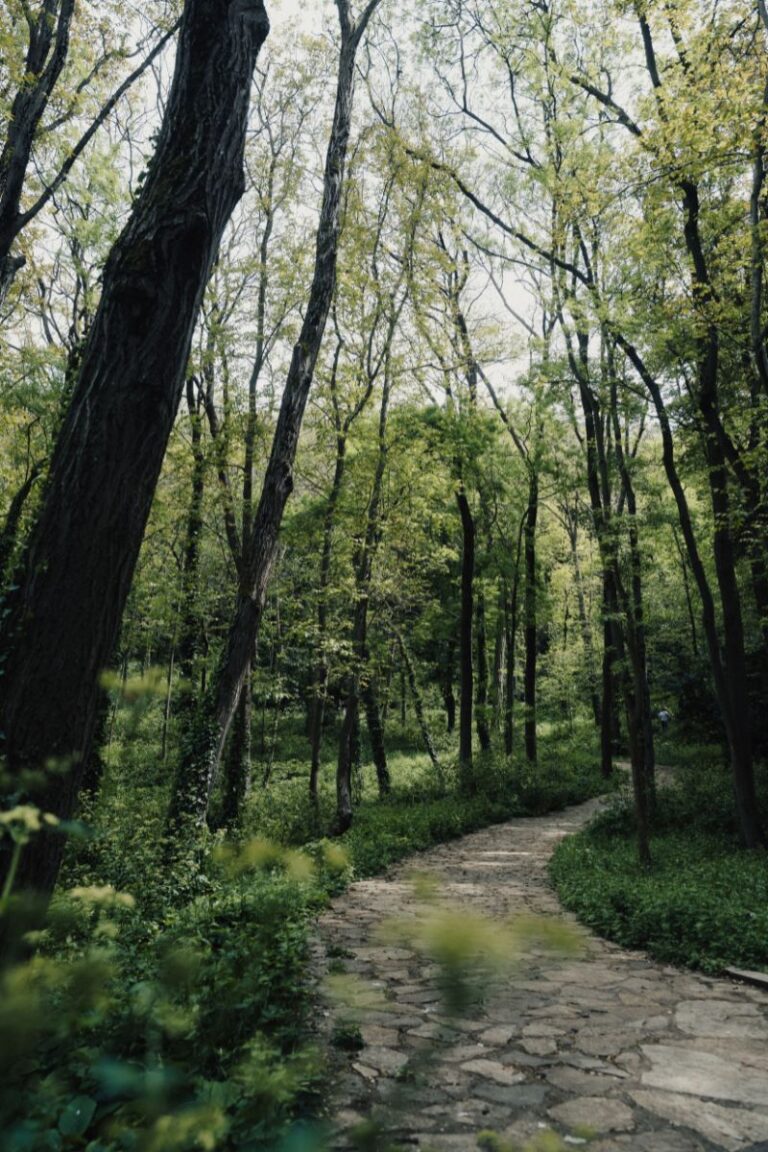 Winding stone pathway leading through a green forest, surrounded by tall trees and leafy branches filtering the sunlight.
